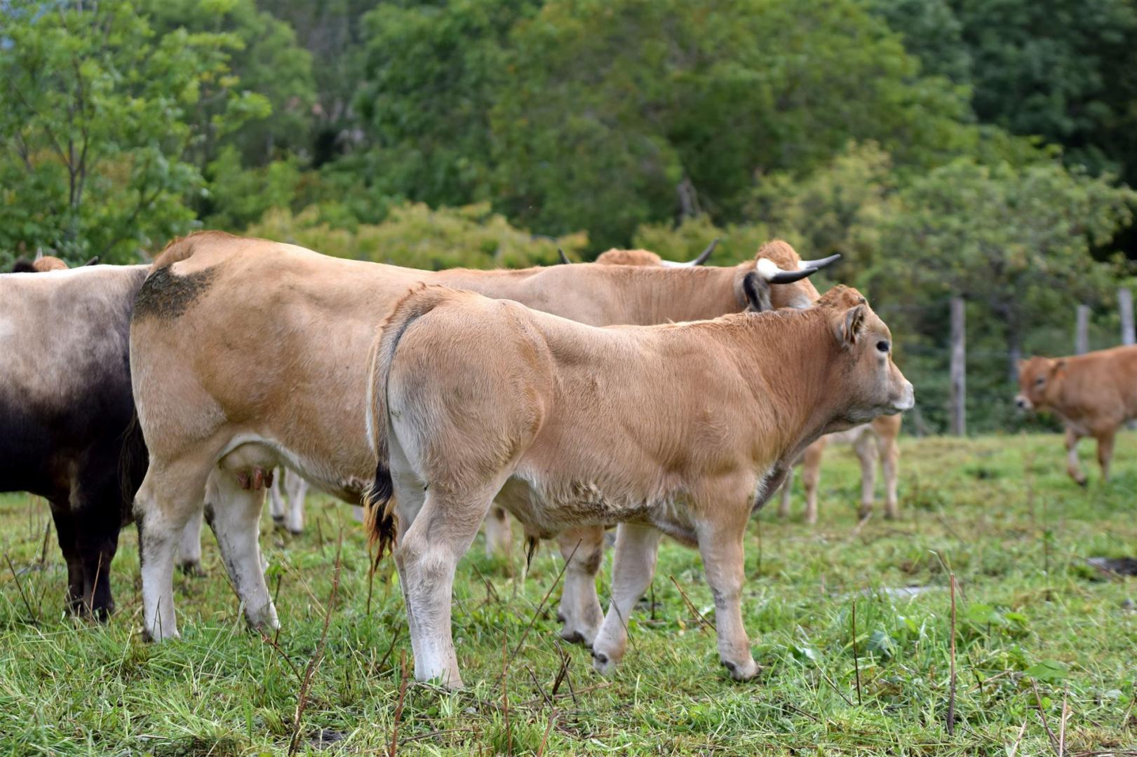 Aubrac Herde