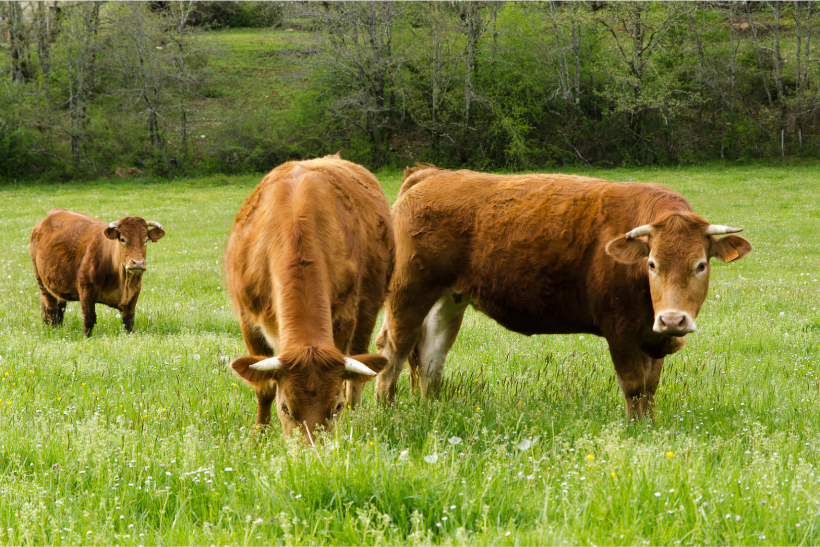 Aubrac Herde